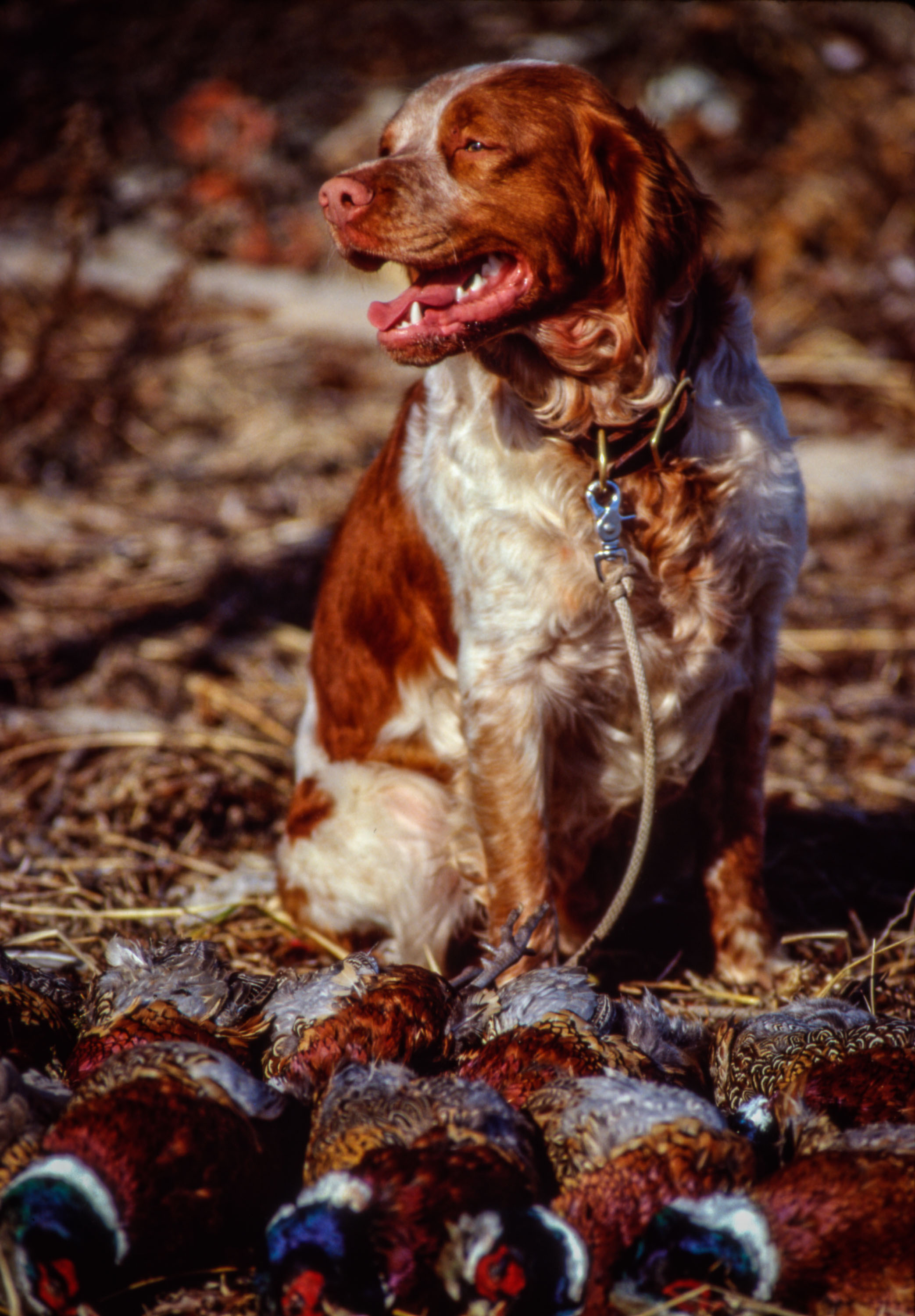 BirdHunting008